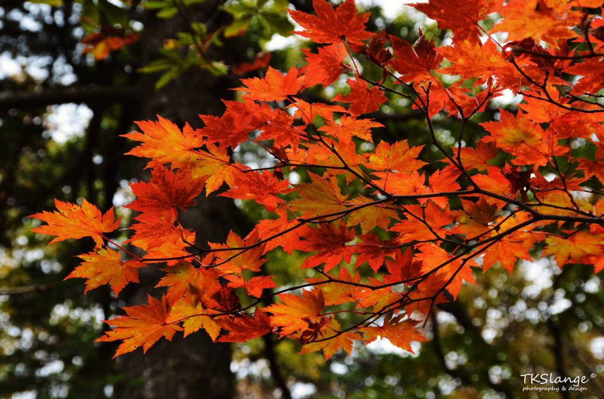 Maple leafs undergo a colour transformation during the autumn months