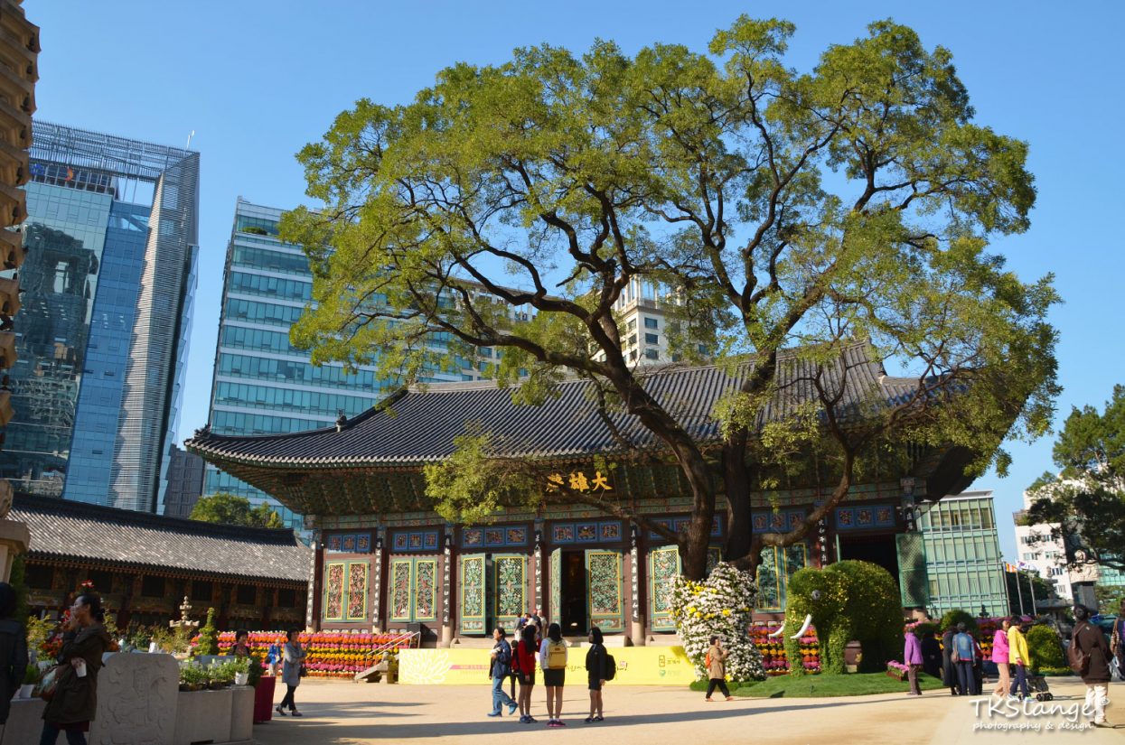 Daeungjeon, the beautiful Buddhist shrine and the giant locust tree towering above it.