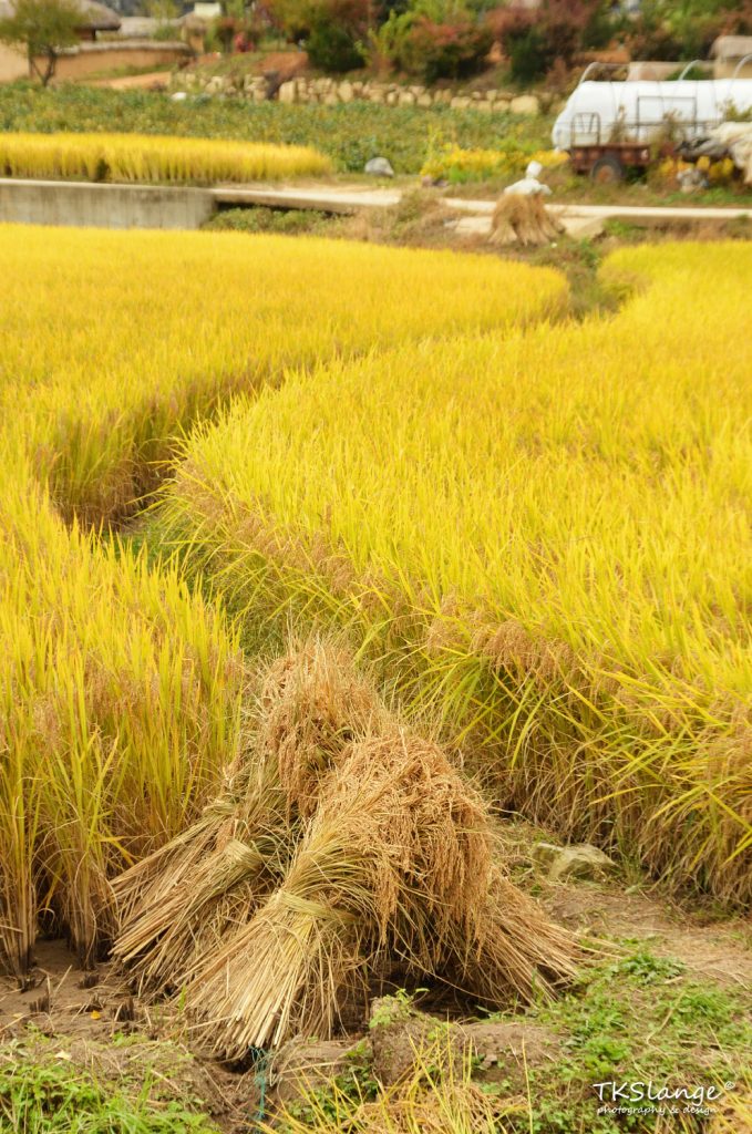 The rice is ready for harvesting.